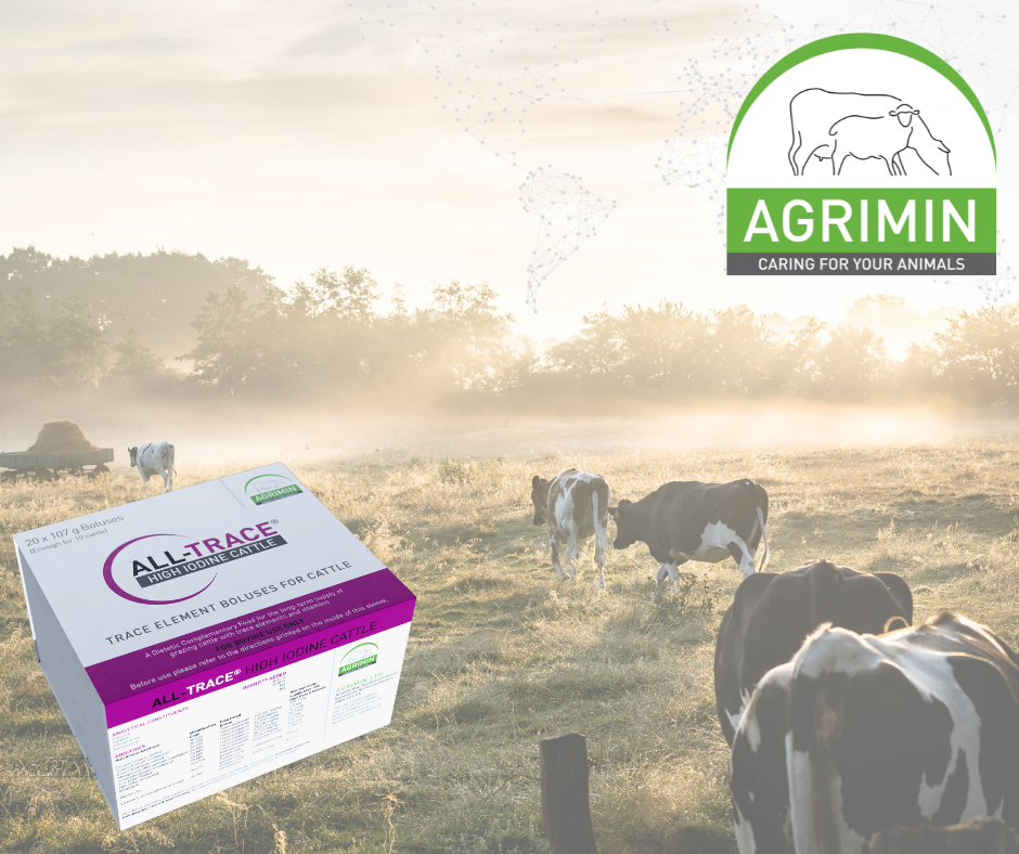 Iodine Shortfall in Cattle Symptoms & Supplements Explored Agrimin